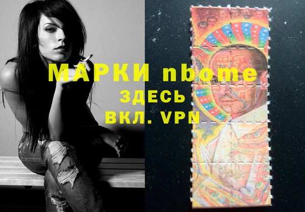 сатива Новозыбков